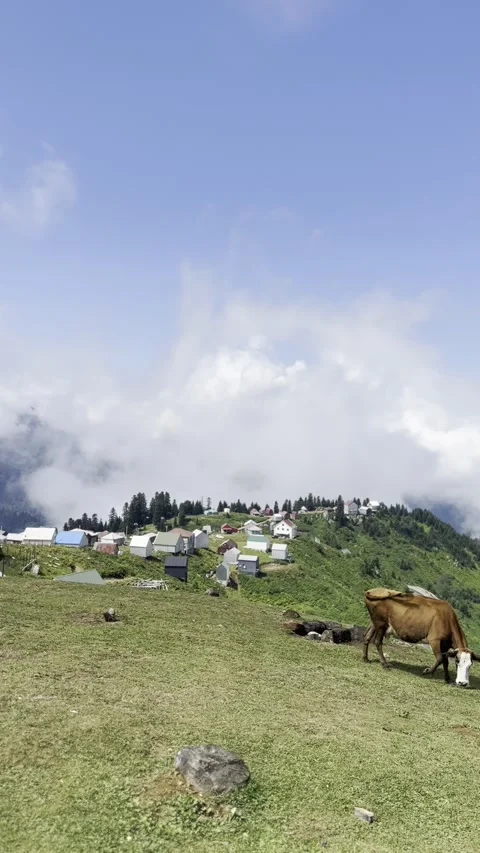 A group of cows grazing on a grassy hillside under a clear sky, scattered across Stock Footage 304863312