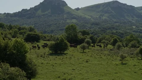 Group of cows grazing on green meadow, small forest and mount Karachay-Cherkess Video stock 140140784