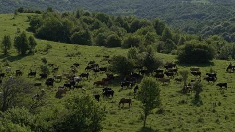 Group of cows grazing on green meadow, small forest and mount Karachay-Cherkess Video stock 140141406