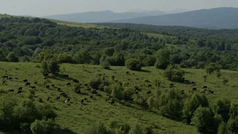 Group of cows grazing on green meadow, small forest and mount Karachay-Cherkess Stock Footage