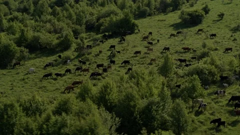 Group of cows grazing on green meadow, small forest and mount Karachay-Cherkess Video stock 140141568