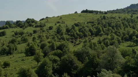 Group of cows grazing on green meadow, small forest and mount Karachay-Cherkess Video stock 140141704