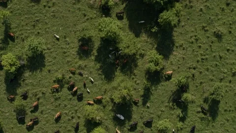 Group of cows grazing on green meadow, small forest and mount Karachay-Cherkess Video stock 140141810