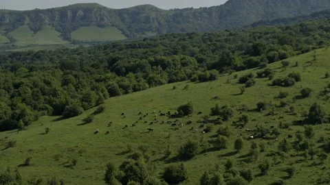 Group of cows grazing on green meadow, small forest and mount Karachay-Cherkess Video stock 140141912