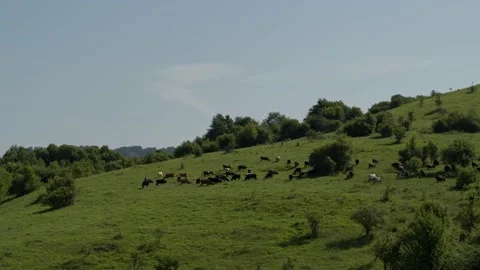 Group of cows grazing on green meadow, small forest and mount Karachay-Cherkess Video stock 140142007