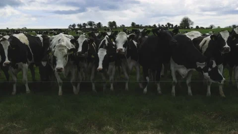 Group of cows grazing in green meadow with copy space. Ireland Vídeos de archivo 153330374