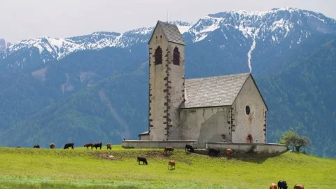 Group of cows grazing on green meadow in front of church in Italian mountains. Video stock 156937652