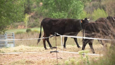 Group of cows grazing inside an electric fence. Stock Footage 153085661