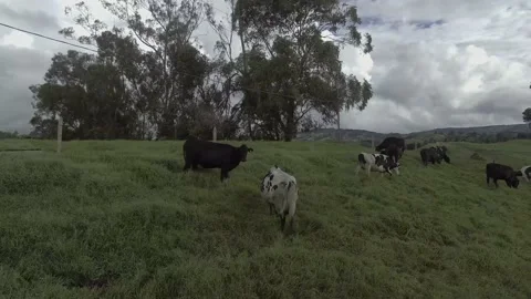 Group of cows grazing on the mountain 動画素材 220365268
