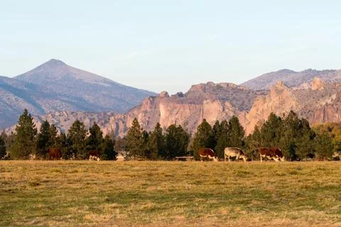 A group of cows grazing at sunset with Smith Rock State Park in the background Stock Photos