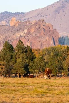A group of cows grazing at sunset with Smith Rock State Park in the background Stock Photos