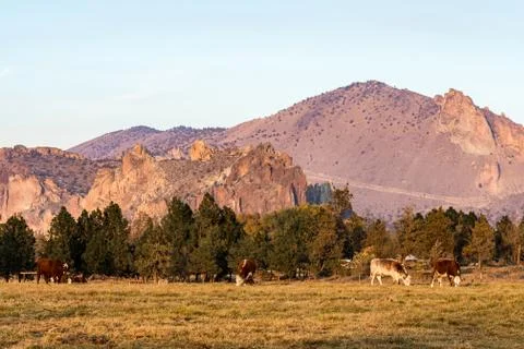 A group of cows grazing at sunset with Smith Rock State Park in the background Stock Photos