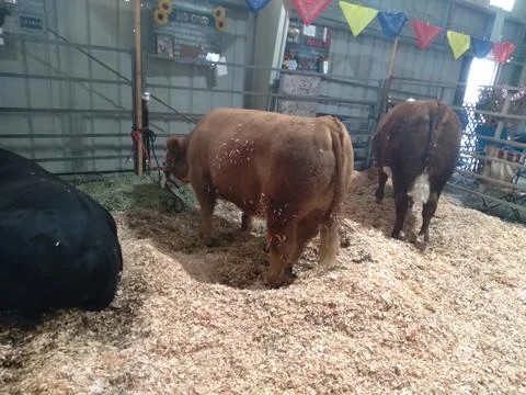 Group of cows inside a barn filled with hay Stock Photos