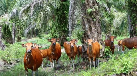 A group of cows looking at the camera 写真素材