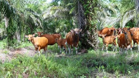 A group of cows looking at the camera 写真素材