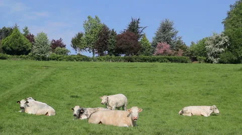 Group of cows lying and ruminating Stock Footage 50076623