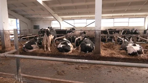 Group of cows lying down and resting in the farm. Vidéo 346635146