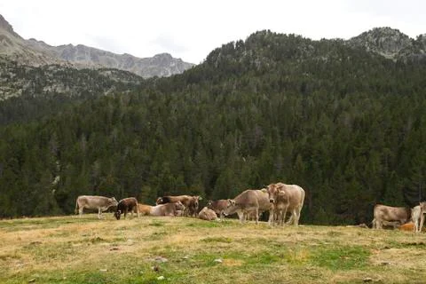 A group of cows in the mountains Stock Photos