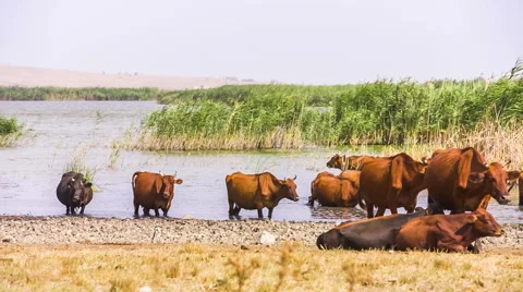 Group Of Cows Near Pond Video stock 41670525