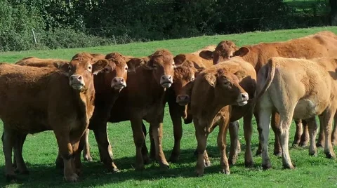 Group of cows in one meadow Stock Footage 50011161