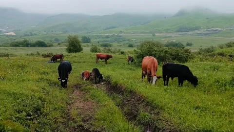 A group of cows peacefully grazes in a vibrant green field surrounded by rolling Video stock 312689355