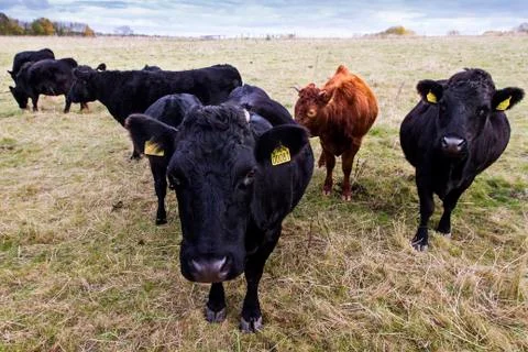 Group of cows Stock Photos