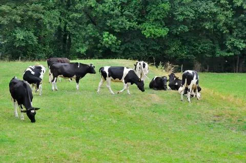 A group of cows Stock Photos