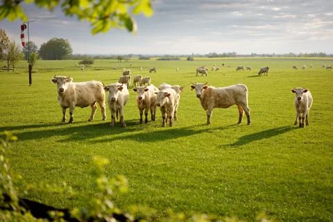 Group of cows Stock Photos
