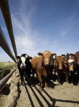 Group Of Cows Foto stock