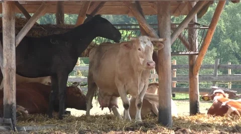 A group of cows resting in cattle farm Stock Footage 50886158