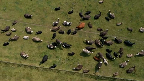 Group of Cows Resting in Peaceful Field 스톡 동영상 309128802