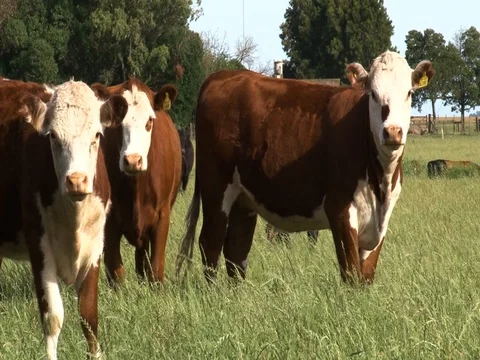 A group of cows roamming in a field 01 Stock Footage 128472787
