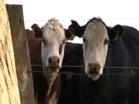 A group of cows roamming in a field 02 Stock Footage 128473750