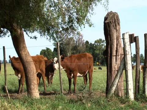 A group of cows roamming in a field 03 Stock Footage 128472750