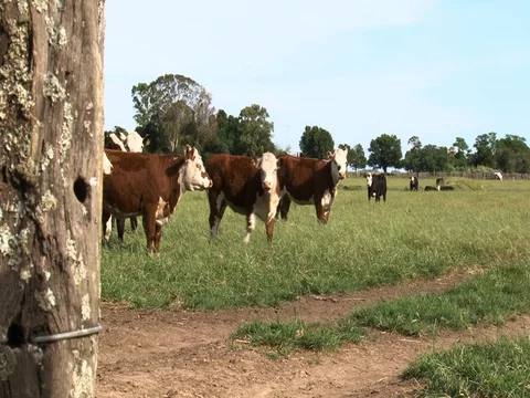 A group of cows roamming in a field 04 Stock Footage 128552754