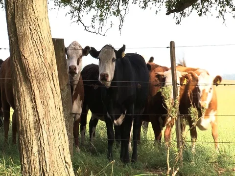 A group of cows roamming in a field 05 Stockbeeldmateriaal 128552593