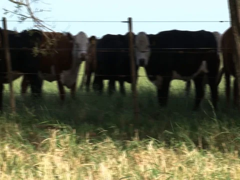 A group of cows roamming in a field 06 Stock Footage 128552740