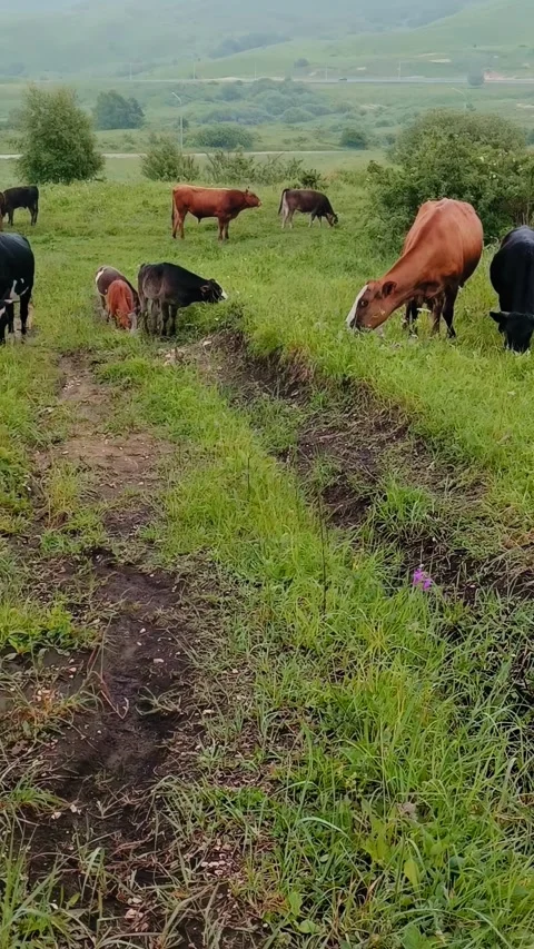 A group of cows is seen grazing on vibrant green grass in a serene countryside Stockbeeldmateriaal 312688667