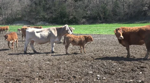 A group of cows to the Spanish Pyrenees Stock Footage 68608524