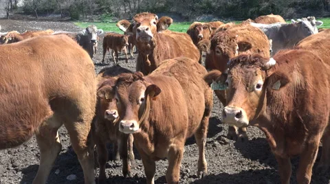 A group of cows to the Spanish Pyrenees Stock Footage 68609488