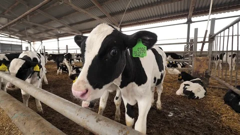 Group of cows in stable on farm Video stock 126238239