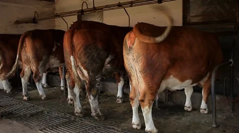 Group of cows stand in the barn and grazing hay by Pakito. Stock Footage 43048988