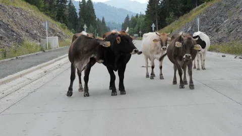 A group of cows standing on a rural road surrounded by trees and mountains Vidéo 284666979