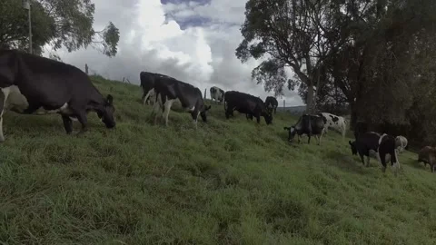 Group of cows in steep place 動画素材 220365629