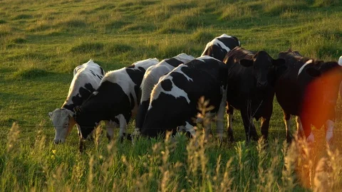 A Group of Cows at Sundown Stock Footage 89548727
