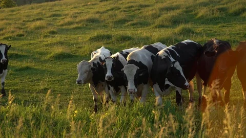 A Group of Cows at Sundown II Stock Footage 89548733