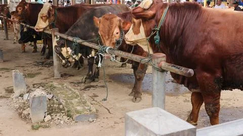 A group of cows tied to a rope in a pipe barrier at Pasar Pon Ambarawa catt.. Stock Photos