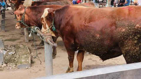 A group of cows tied to a rope in a pipe barrier at Pasar Pon Ambarawa catt.. Stock Photos