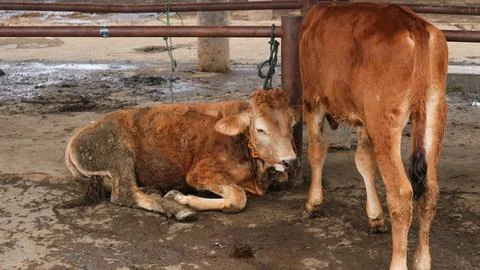 A group of cows tied to a rope in a pipe barrier at Pasar Pon Ambarawa catt.. Stock Photos