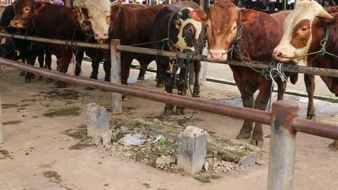 A group of cows tied to a rope in a pipe barrier at Pasar Pon Ambarawa catt.. Stock Photos